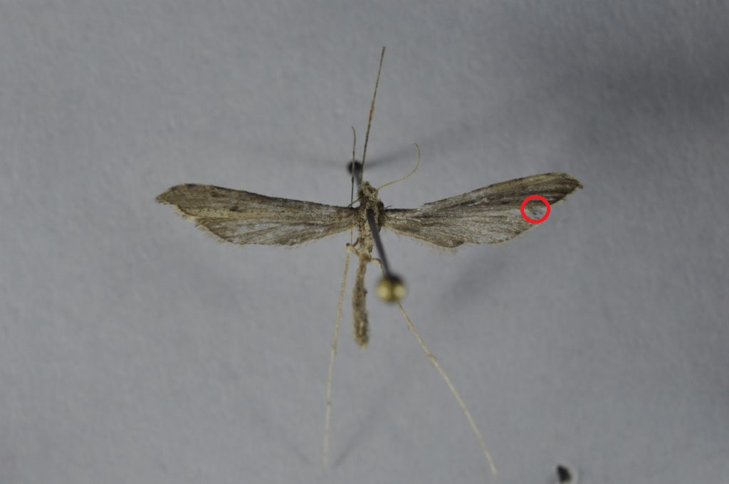 Pterophoridae da Malta per ID.
